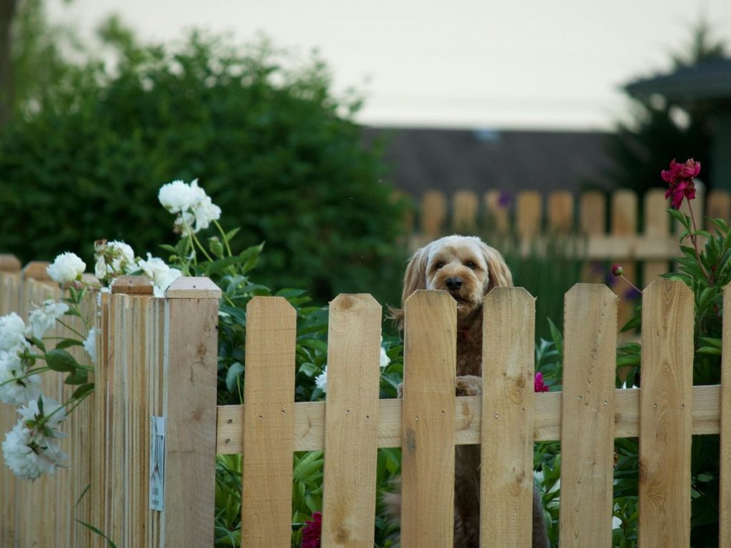 CUSTOMIZATIONS FOR PETS