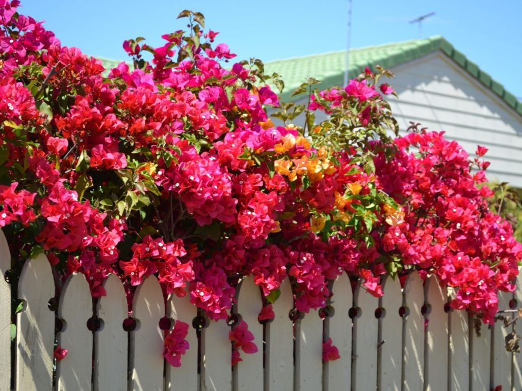 VINES AND CLIMBING PLANTS TO ADD GREENERY