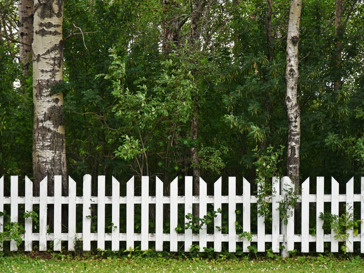 fence pickets home depot